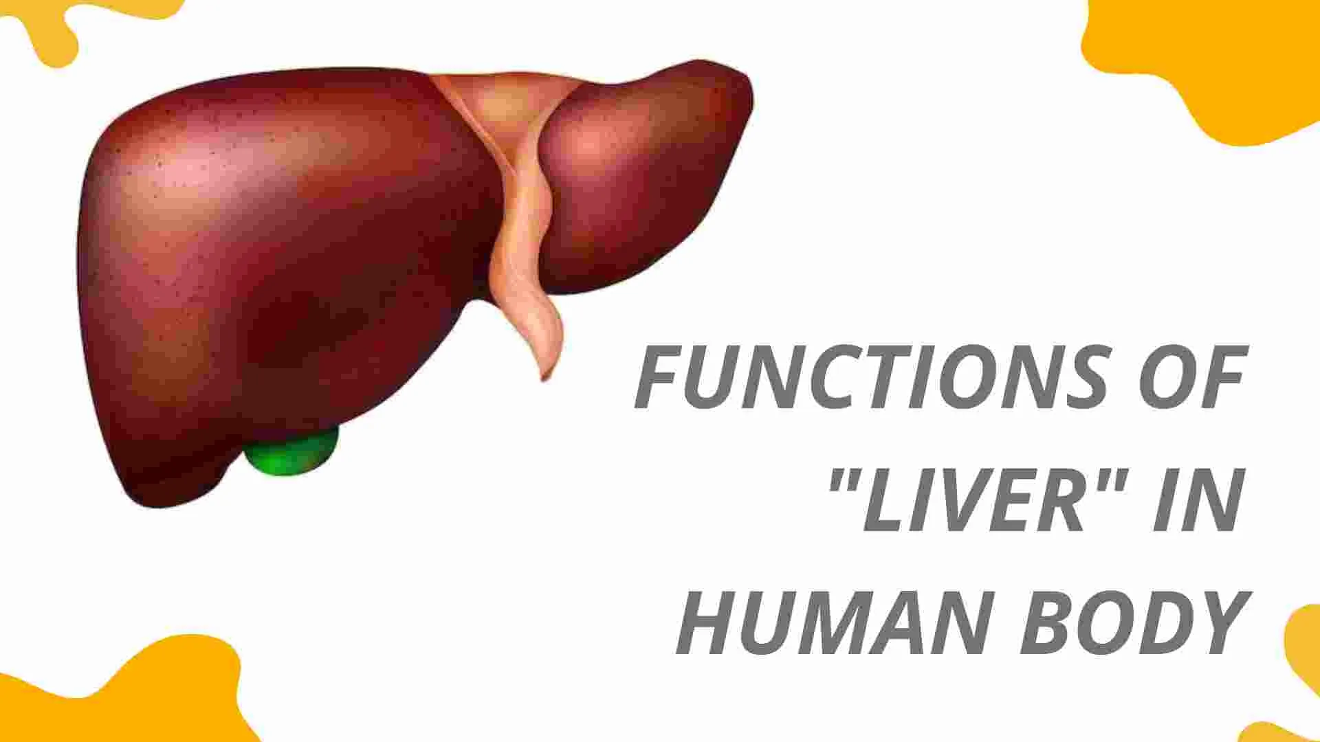 functions of liver in human body including digestion detoxification and metabolism